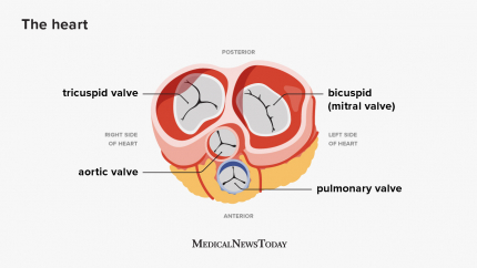 The heart: All you need to know